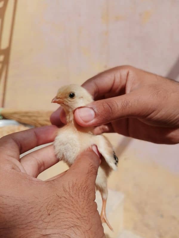 Mianwali Aseel Chicks / Pair 6