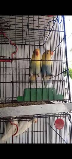 parrot