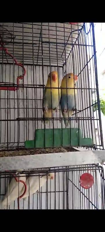 parrot 0