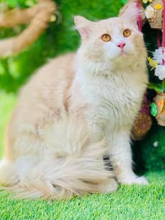 Persian cat triple koted pure Punch face