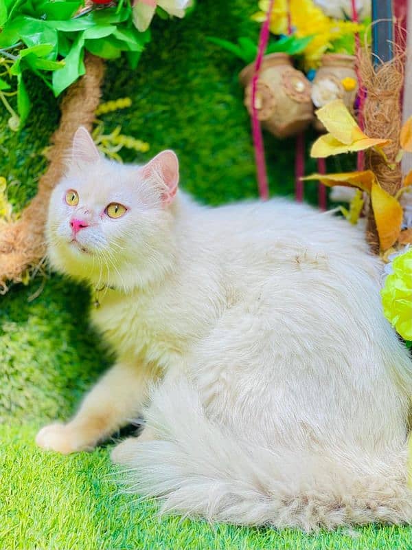 Persian cat triple koted pure Punch face 2