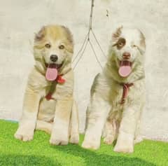 alabai dogs pair male female for sale