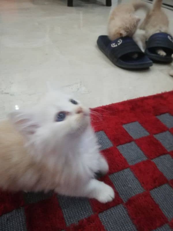 Persian Kittens 3