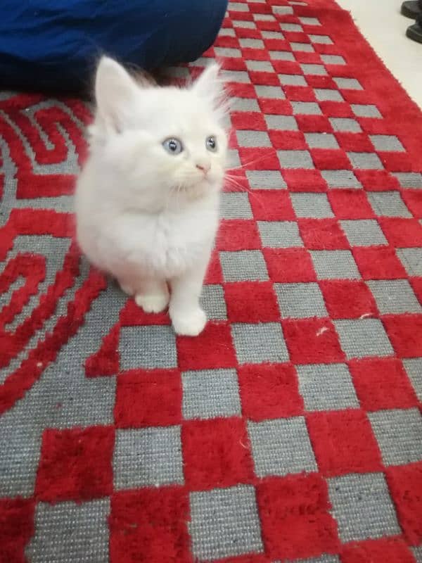 Persian Kittens 4