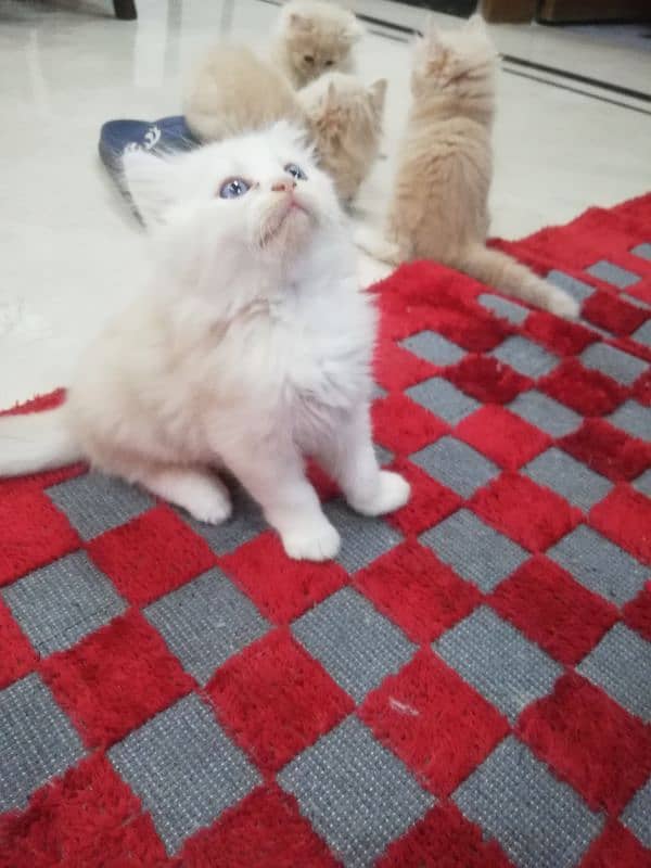 Persian Kittens 6