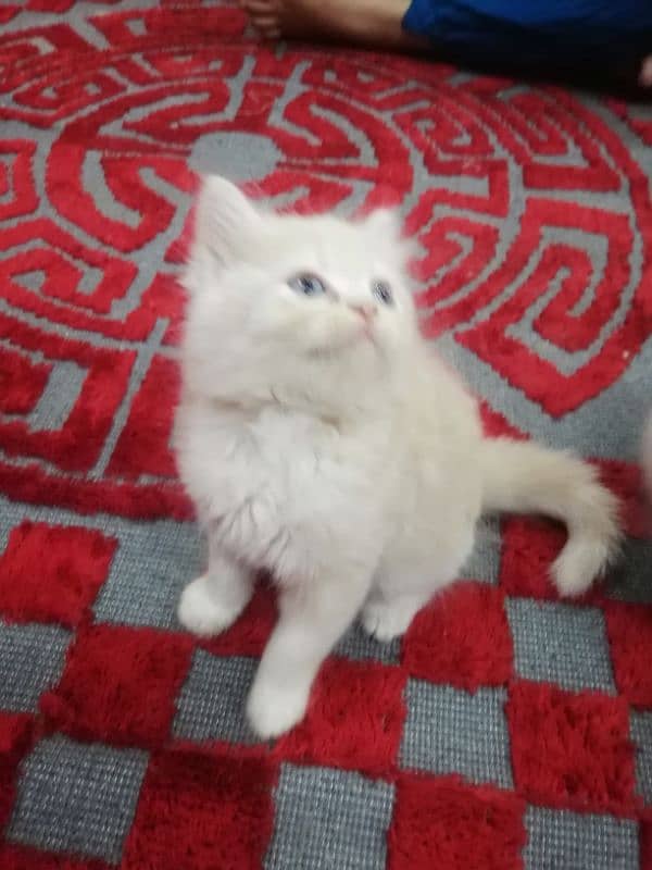 Persian Kittens 8