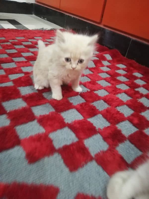 Persian Kittens 9