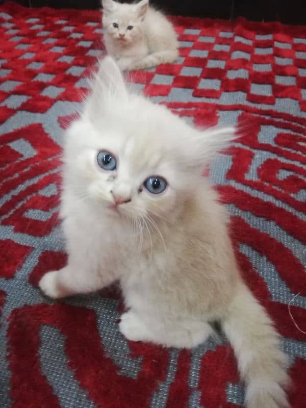 Persian Kittens 10