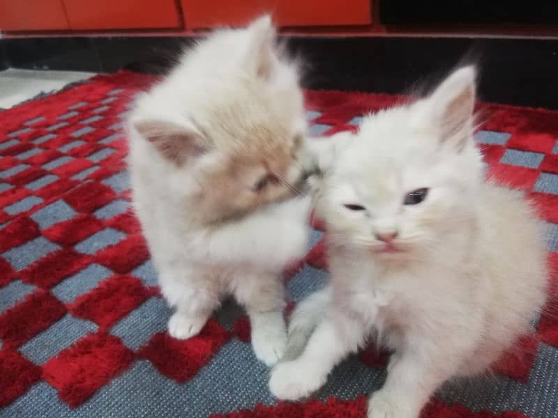 Persian Kittens 11