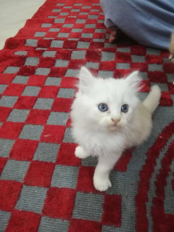 Persian Kittens 12