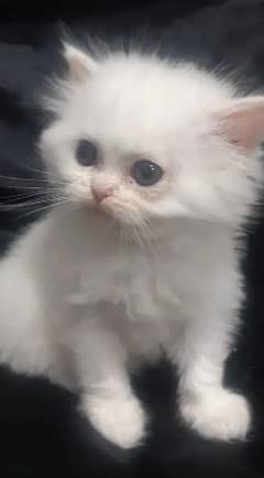 Persian Kittens are up for sale.