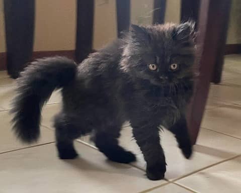 Persian Kittens are up for sale. 3