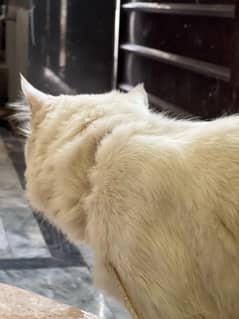 WHITE PERSIAN CAT