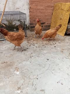 pure daisi or Mex hen for sale