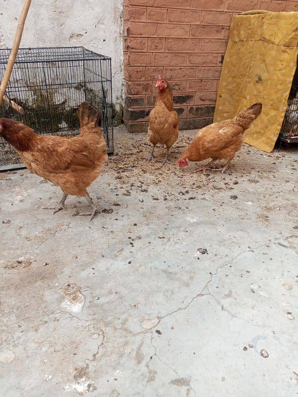 pure daisi or Mex hen for sale 0