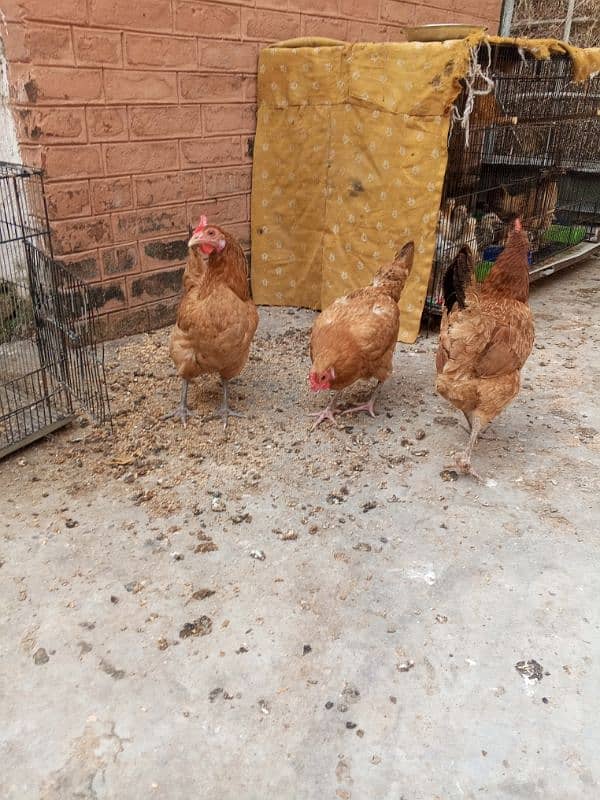 pure daisi or Mex hen for sale 1