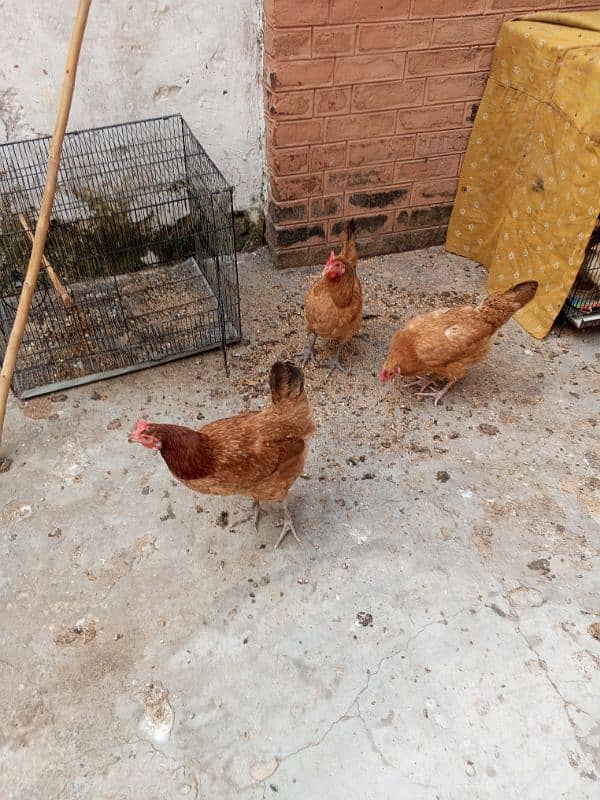 pure daisi or Mex hen for sale 2