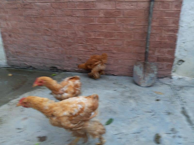 pure daisi or Mex hen for sale 5