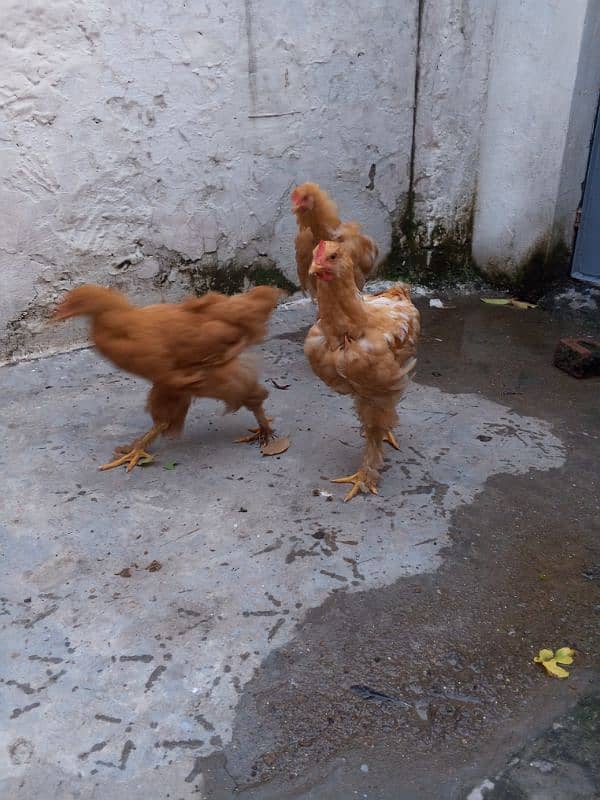 pure daisi or Mex hen for sale 6