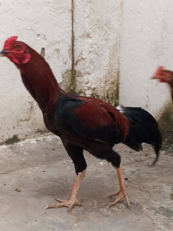 pure daisi or Mex hen for sale 7