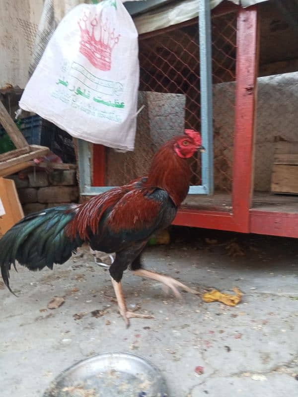 pure daisi or Mex hen for sale 8