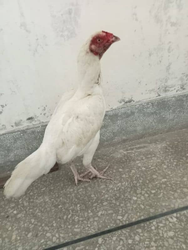 pure daisi or Mex hen for sale 9