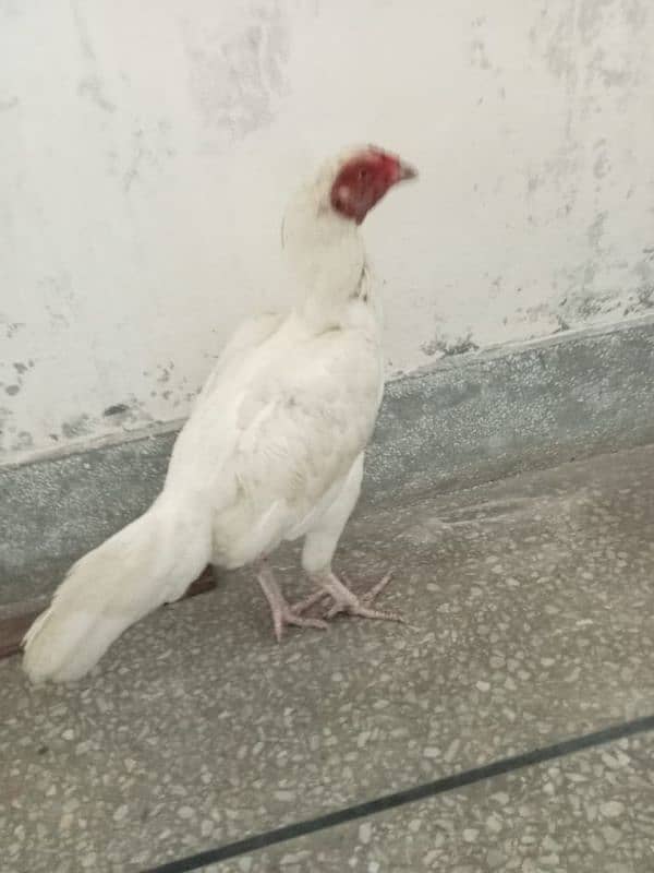 pure daisi or Mex hen for sale 10