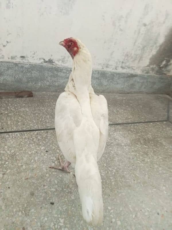 pure daisi or Mex hen for sale 11