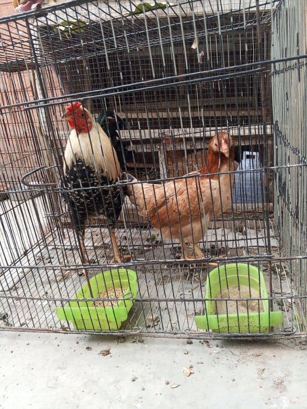 pure daisi or Mex hen for sale 12