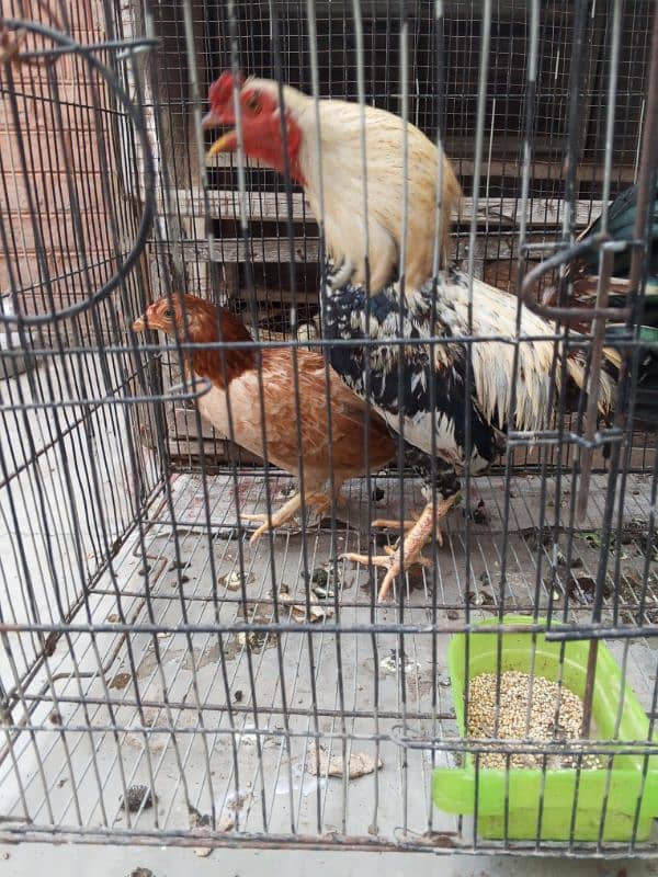 pure daisi or Mex hen for sale 13