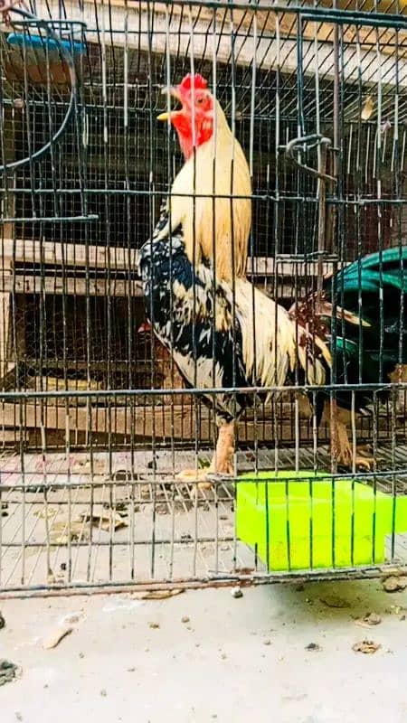 pure daisi or Mex hen for sale 14