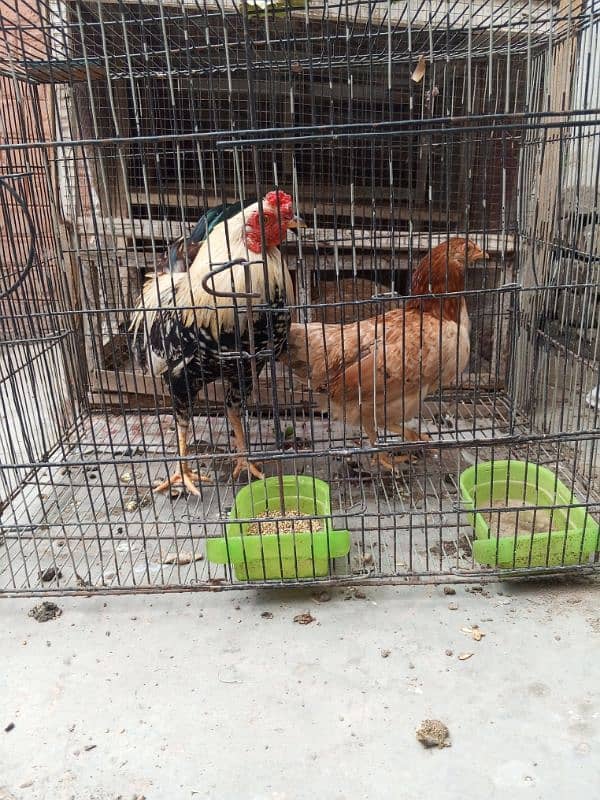 pure daisi or Mex hen for sale 15