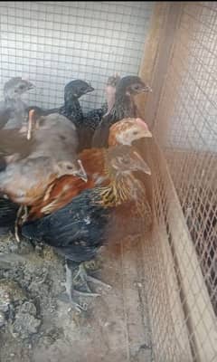 pure misri  chicks available 03129929924