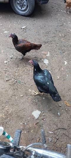 asel hen for sale