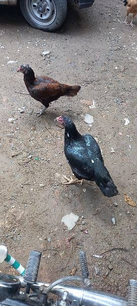 asel hen for sale 0