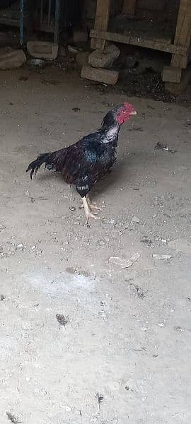 asel hen for sale 1