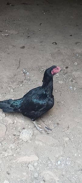 asel hen for sale 2