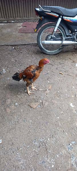 asel hen for sale 3