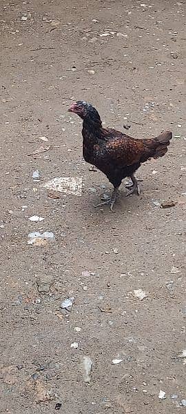 asel hen for sale 4