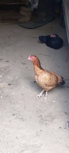 asel hen for sale 5