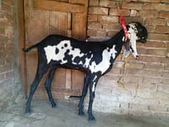 Amritsari beetal goat for sale 0