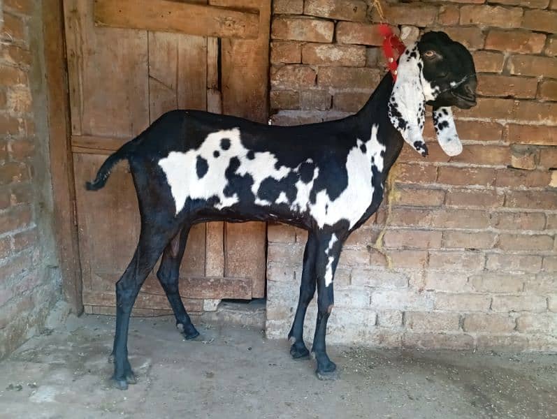 Amritsari beetal goat for sale 1