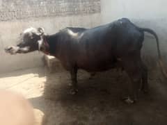 Bhains old 2 year 0