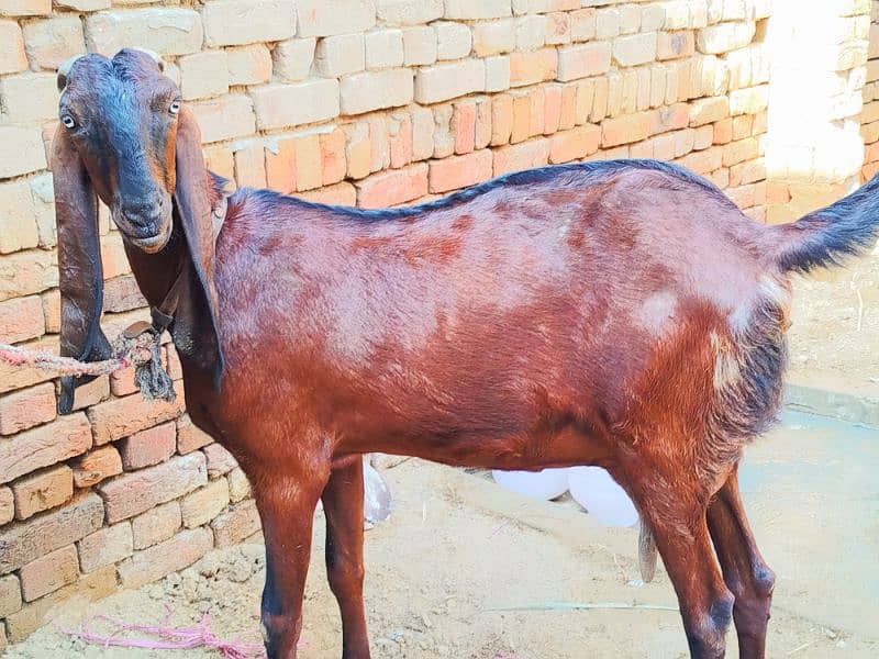 Nagri bakri he for sale jis bahi ko chye rabta kary 1