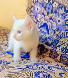 pure persian Blue eyes kittens