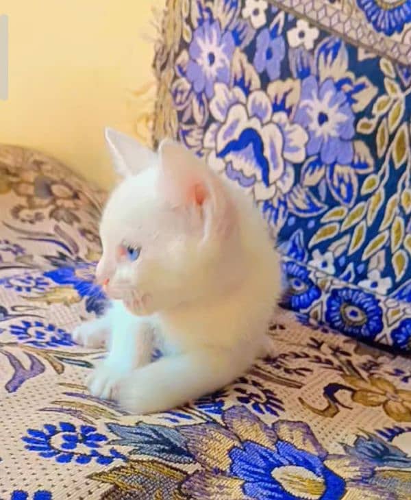 pure persian Blue eyes kittens 1