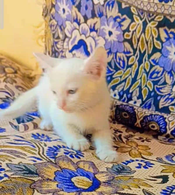 pure persian Blue eyes kittens 2