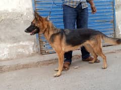 German shepherd