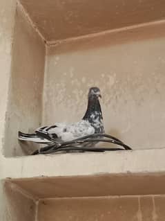 Shab dar Bazi Wala pigeon for sale