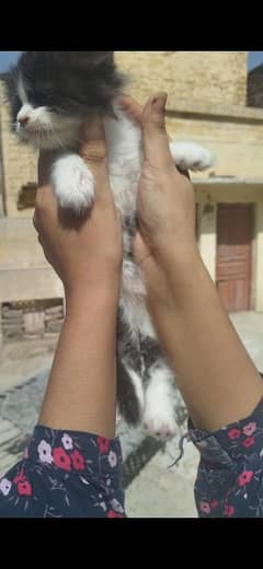 Roozi Jaksin kitten Available 03126314528 Watsapp No